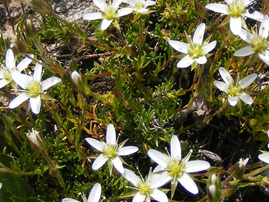 Minuartia cfr. verna